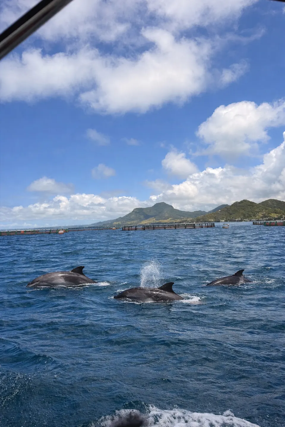 Delfine schwimmen neben einem Boot vor der Küste von Mauritius